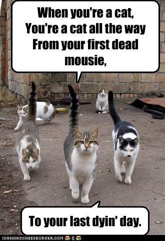 funny-pictures-cats-are-in-a-musical